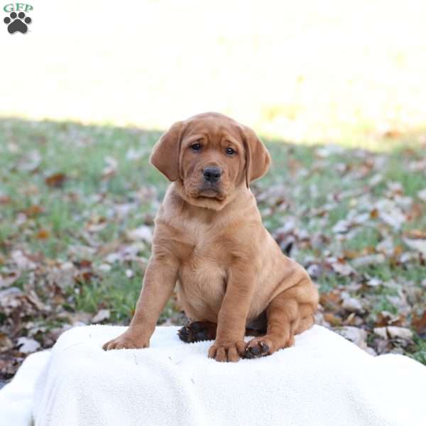 Jupiter, Fox Red Labrador Retriever Puppy